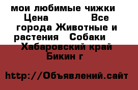 мои любимые чижки › Цена ­ 15 000 - Все города Животные и растения » Собаки   . Хабаровский край,Бикин г.